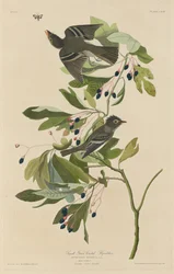 Pieni vihreäharjainen kärpässieppo, 1832.
