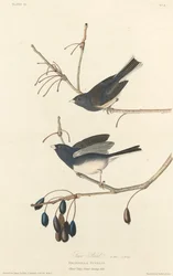 Lumilintu, 1827.