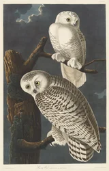 Lumipöllö, 1831.