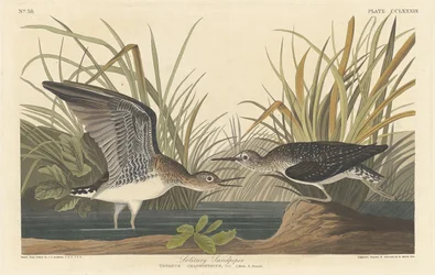 Yksinäinen Sandpiper, 1836.
