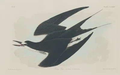Nokitiira, 1834.