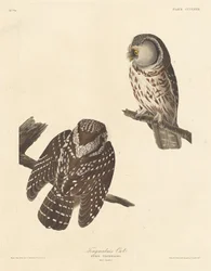 Tengmalmin pöllö, 1837.