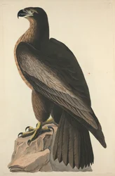 Washingtonin lintu eli suuri amerikkalainen merikotka, 1827.