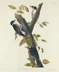 Kolmivarvas tikka, 1832.