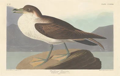 Vaeltava Shearwater, 1835.