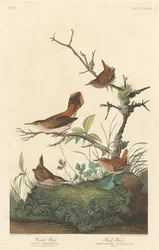 Winter Wren ja Rock Wren, 1837.