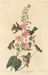 Kolumbian Hummingbird