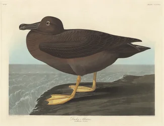 Dusky Albatross