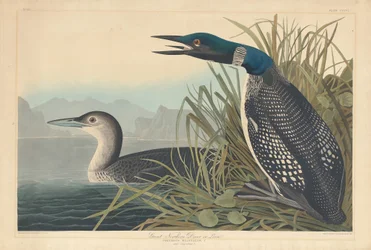 Great Northern Diver tai Loon
