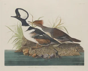 Hupullinen Merganser