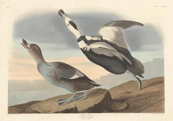 Pied ankka