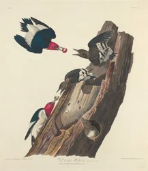 Punapäätikka