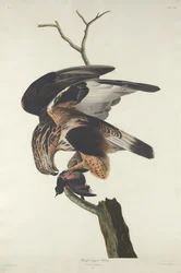 Karkeajalkainen Falcon