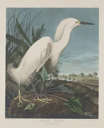 Snowy Heron tai White Egret