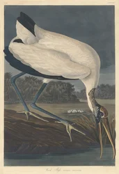 Puu Ibis