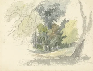 Woodland Glade