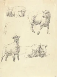 lampaat