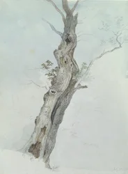 Tree Study, n. 1800-05 (wc grafiitin päällä paperilla)