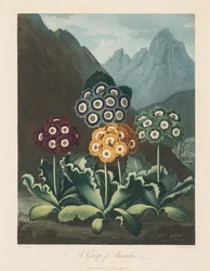Floran temppeli eli luonnonpuutarha: Auriculas-ryhmä