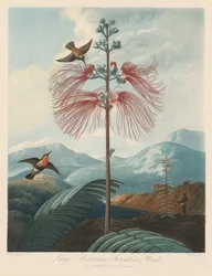 Floran temppeli eli luonnonpuutarha: suuri kukkiva herkkä kasvi, 1799-1807.