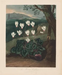 Floran temppeli eli luonnonpuutarha: Persialainen syklaami, 1799-1807.