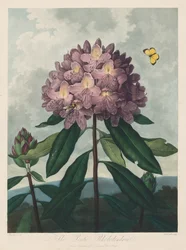 Floran temppeli eli luonnonpuutarha: Pontic Rhododendron, 1799-1807.