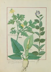 Keltamo tai unikko, Solanum eli koiso ja vehka, kuvitus Mattheaus Plateariuksen teoksesta "The Book of Simple Medicines", 113v