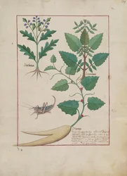 rouva Fr. Fv VI #1 fol.139r Kuva Mattheaus Plateariuksen (d.c.1161) yksinkertaisten lääkkeiden kirjasta n. 1470