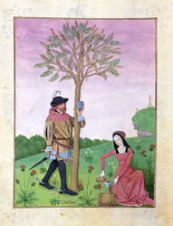 rouva Fr. Fv VI #1 fol.162v Mahlan vetäminen puusta, kuvitus Mattheaus Plateariuksen yksinkertaisten lääkkeiden kirjasta (d.c.1161) n. 1470 (vellum)