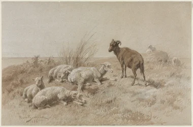 lampaat