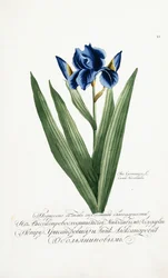 Iris Germanicus, 1797-1803