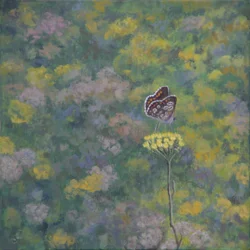 Brown Argus (kuvan jälkeen: Sara Crow)