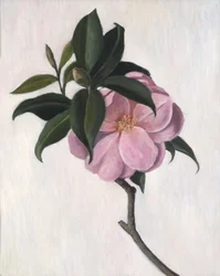 Camellia, 1998