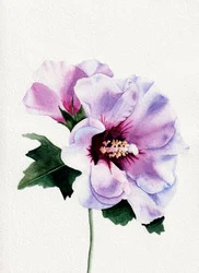 Violetti hibiskus kukkii