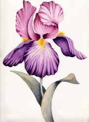 Värikäs violetti iiris