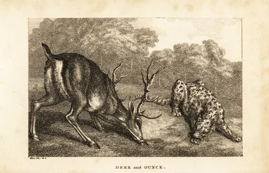 Tapaaminen polttarin, Cervus elaphusin ja lumileopardin, Panthera uncian välillä
