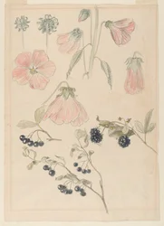 Estudis de detalls botànics: Hollyhocks, Blueberries i Blackberries finès