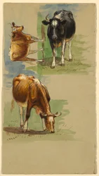Nautakarja, härät