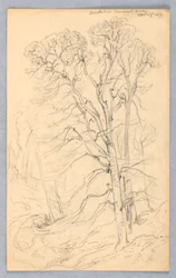 Luonnoksia puista