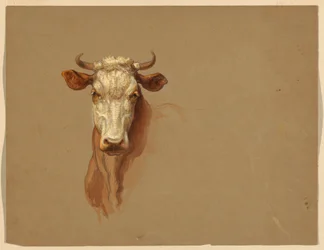 Dos estudis de Cattlefinnish