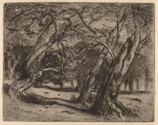 Nimetön (metsämaisema)