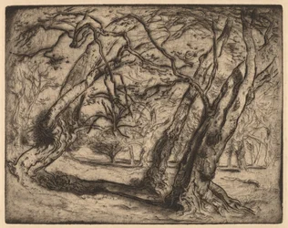 Nimetön (metsämaisema)