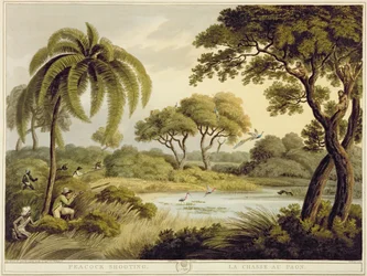 Peacock Shooting, Oriental Field Sportsilta, pub. kirjoittanut Edward Orme, 1807 (painettu)