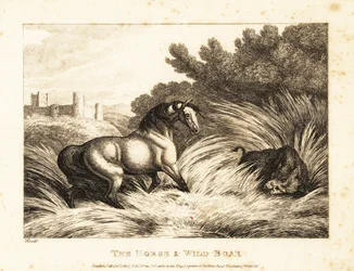 Hevonen ja villisika kohtaavat laitumella. 1811 (etsaus)