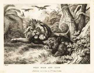 Leijona ja villisika tappelevat samalla kun korppikotkat kiertävät yläpuolella. 1811 (etsaus)