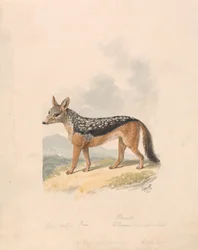 Sakaali