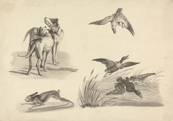 Folha de Estudos de Hounds, Hare, Falcon e Ducksfinnish