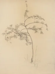 Kukkiva puu, 1884 (grafiitti härskille paperille)