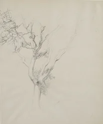 Puututkimus, 1884 (grafiitti harmaalla kudottupaperilla)