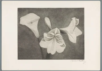 Amaryllis ja arum